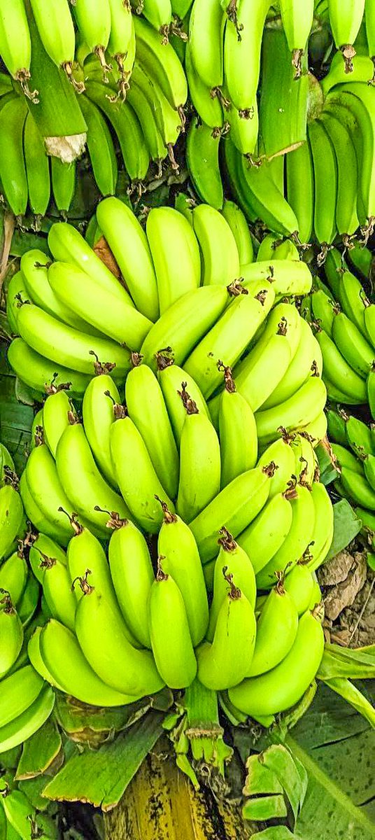 Awel Arba tweet media