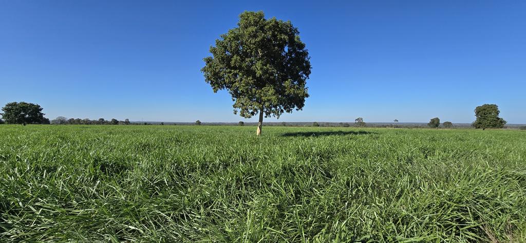 Pecuária Brasil 🐂🇧🇷 tweet media
