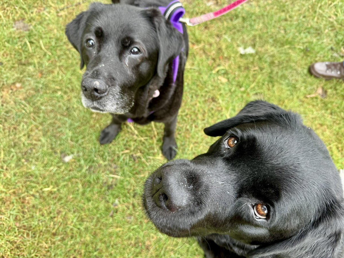 olive_blacklab's tweet image. Today …..@ChatsworthHouse staying with entrance to the grounds via a secret door 💜💙