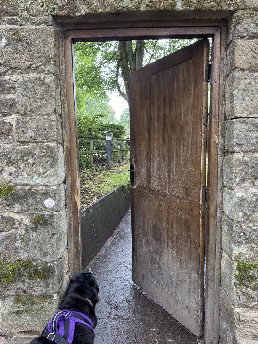 olive_blacklab's tweet image. Today …..@ChatsworthHouse staying with entrance to the grounds via a secret door 💜💙