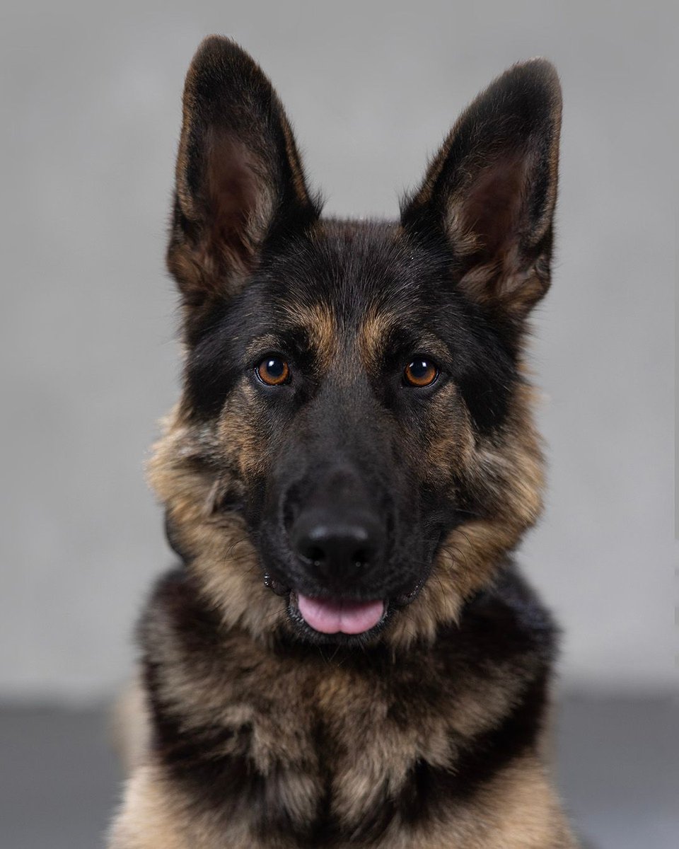 oursoutheastern's tweet image. This is K9 Jula, signing out. 🐾
After a year of faithfully protecting campus as Southeastern's first explosives detection dog, K9 Jula is officially retiring due to health concerns. She’ll now enjoy life as a beloved pet with her handler and make special visits to campus to…