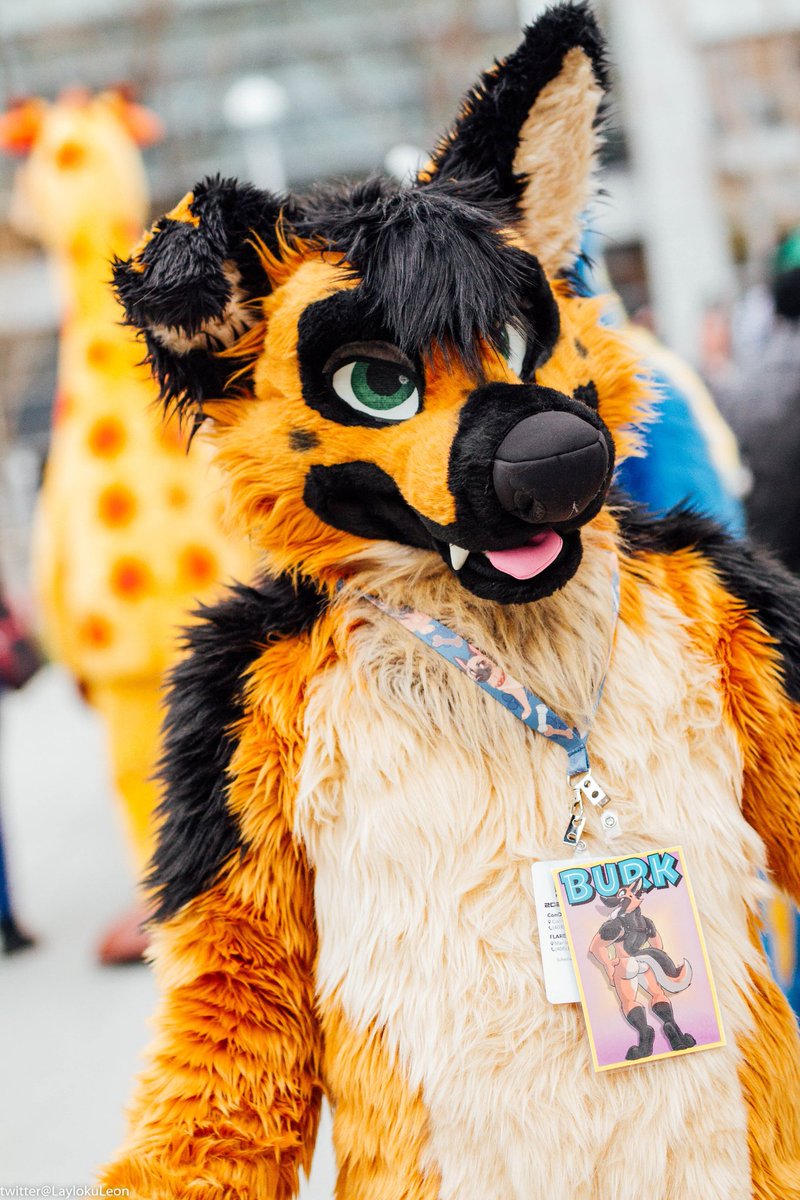 BenzoHusky's tweet image. Its the fluffs birthday today woo! Send me treats and hugs! Plz^^