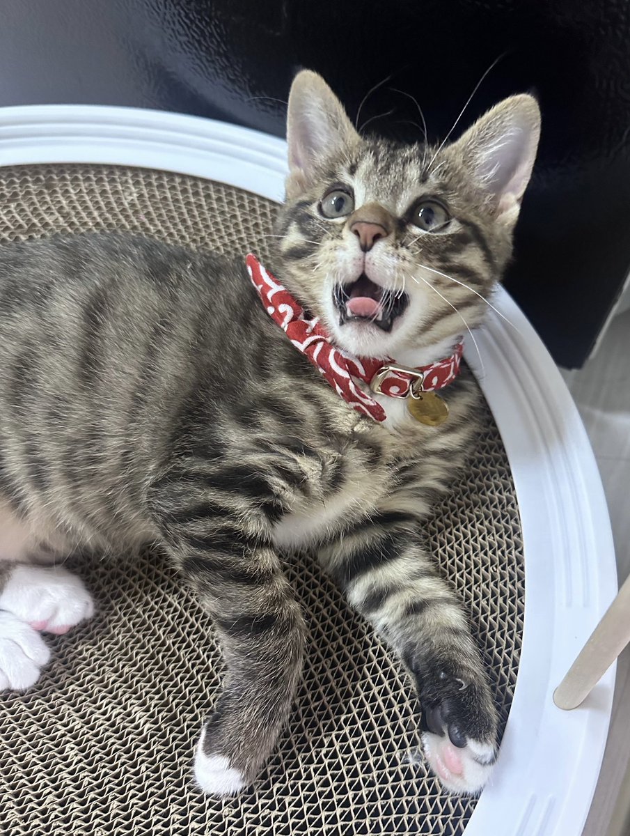 goldbee_theCAT's tweet image. 이 고양이는 오늘 플라스틱병을 터뜨려서 새벽 다섯시에 언니들을 깨우고 혼나는 와중에 하품을 쩍쩍하고 실실 쪼갰습니다