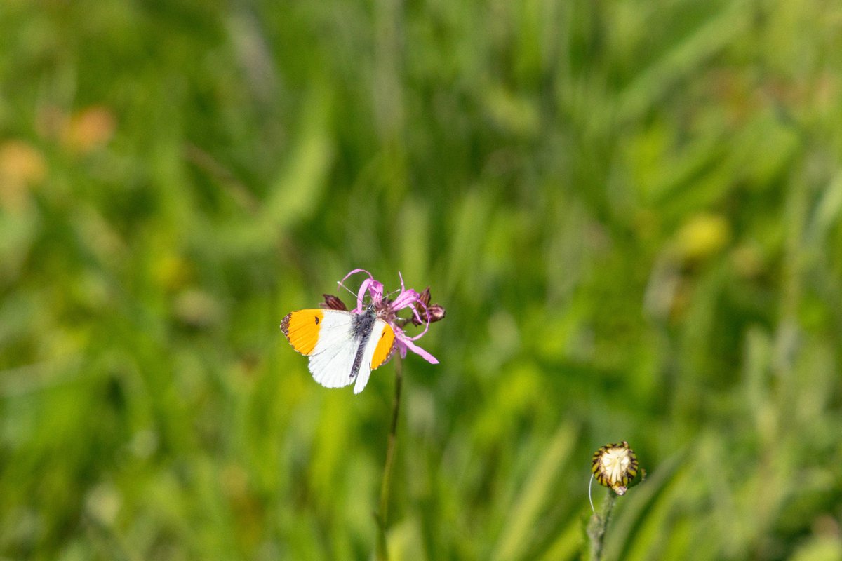 Wild Walk – In Pursuit of Wings 🦋

Join butterfly expert David Boyle for a magical evening in the private Mann Wood.

Explore hidden trails, learn about local species &amp; hear tales from the woodland's past.

📅 Fri 8 Aug | 🕕 6–7:30pm | 🎟️ £5

trybooking.com/uk/FBOZ