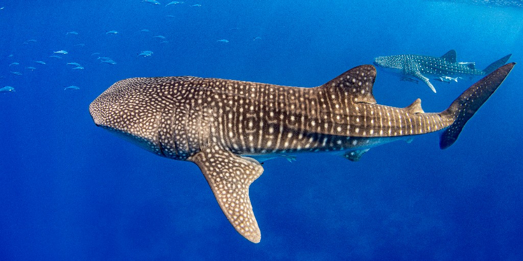 SharkRayFund's tweet image. Like fingerprints in humans, no two #whalesharks have the same spot pattern.
This allows researchers to identify individuals by their unique markings, aiding in population monitoring and conservation efforts.
📸: Renata Romeo / Ocean Image Bank