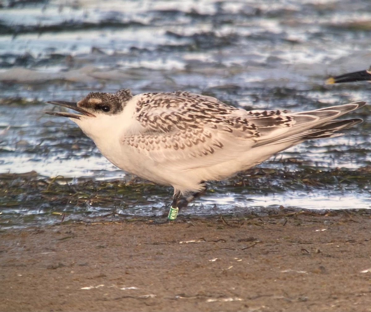 BirdIceni's tweet image. Ever wondered where the North Norfolk breeding terns go after fledging? South? Nope, up north, so far 7 juveniles from Scolt Head seen at Beacon Ponds this month. @_BTO @NENorfolkSufflk @northnorfolk_cg