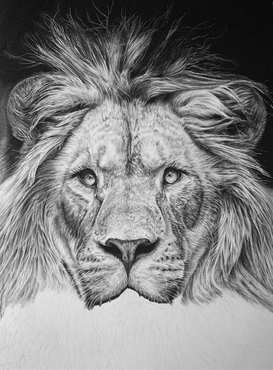 sdbernard's tweet image. Muzzle complete, just the chin and rest of the mane to go now! Can't wait to finish this one. Going to be doing a portrait of my dad next.
#lion #illustration #pencildrawing