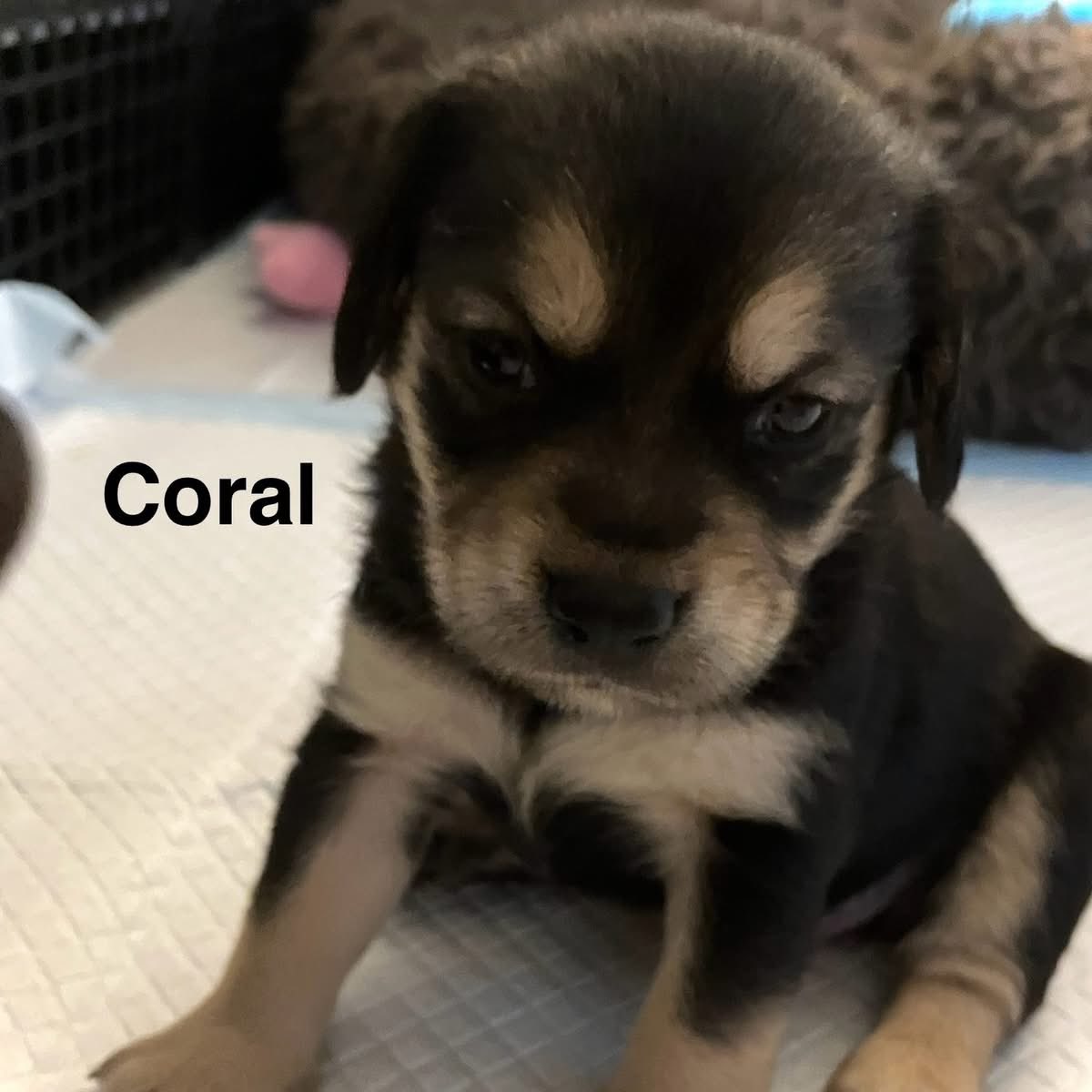 TriBeagles's tweet image. Adoptable puppies of the day-Summer’s litter!! tribeagles.org/adopt