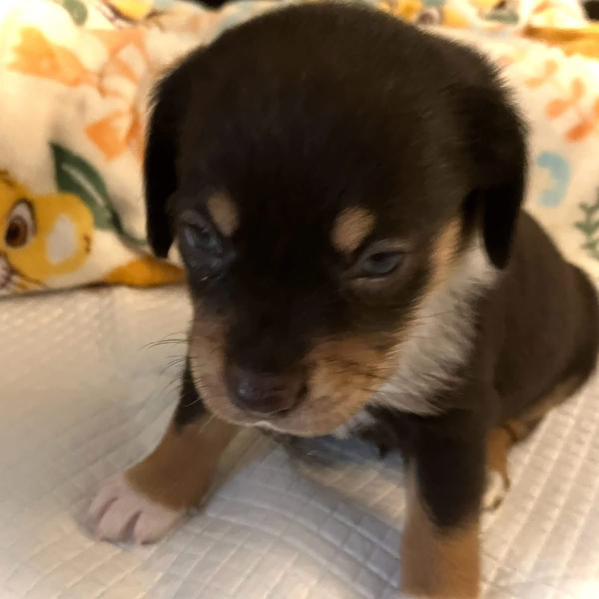 TriBeagles's tweet image. Adoptable puppies of the day-Summer’s litter!! tribeagles.org/adopt