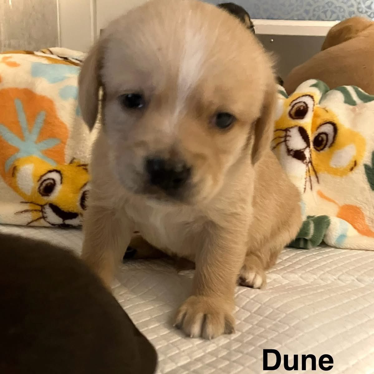 TriBeagles's tweet image. Adoptable puppies of the day-Summer’s litter!! tribeagles.org/adopt
