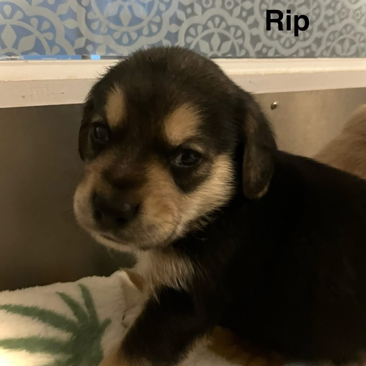 TriBeagles's tweet image. Adoptable puppies of the day-Summer’s litter!! tribeagles.org/adopt