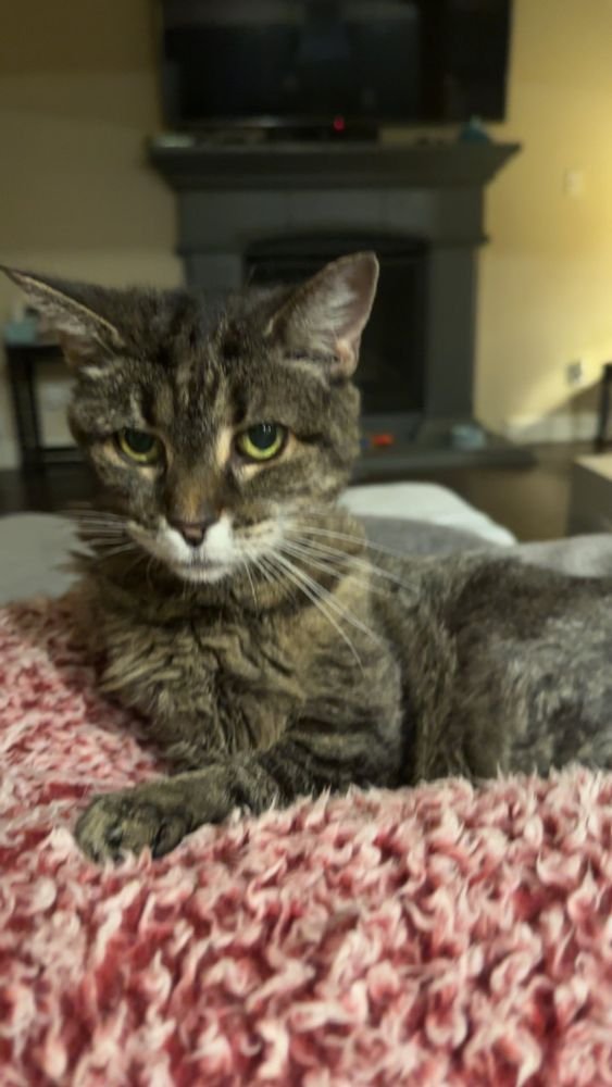 NMFreed's tweet image. Today, we said goodbye to our sweet girl, Gizmo. She lived a long, loved life of 22 years. 🧡