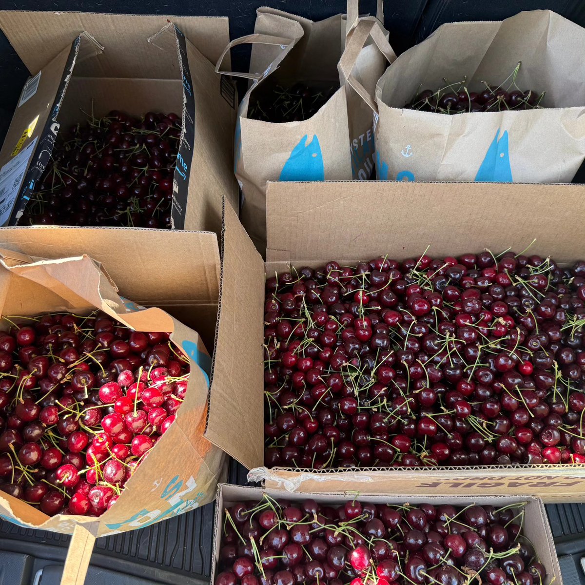 🍒 Huge thanks to Applewood Yarn Barn for hosting Explosion 16U for a fun cherry-picking day! 

The girls loved it and proudly donated the fresh fruit to Cheney Cupboard ❤️ 

Grateful for the chance to give back in such a sweet way! #usaexplosionspokane 🩵🥎🩷 #GivingBack