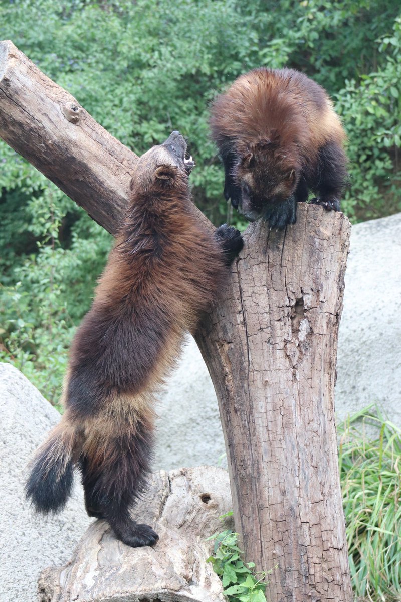 de PEYROLLE tweet media