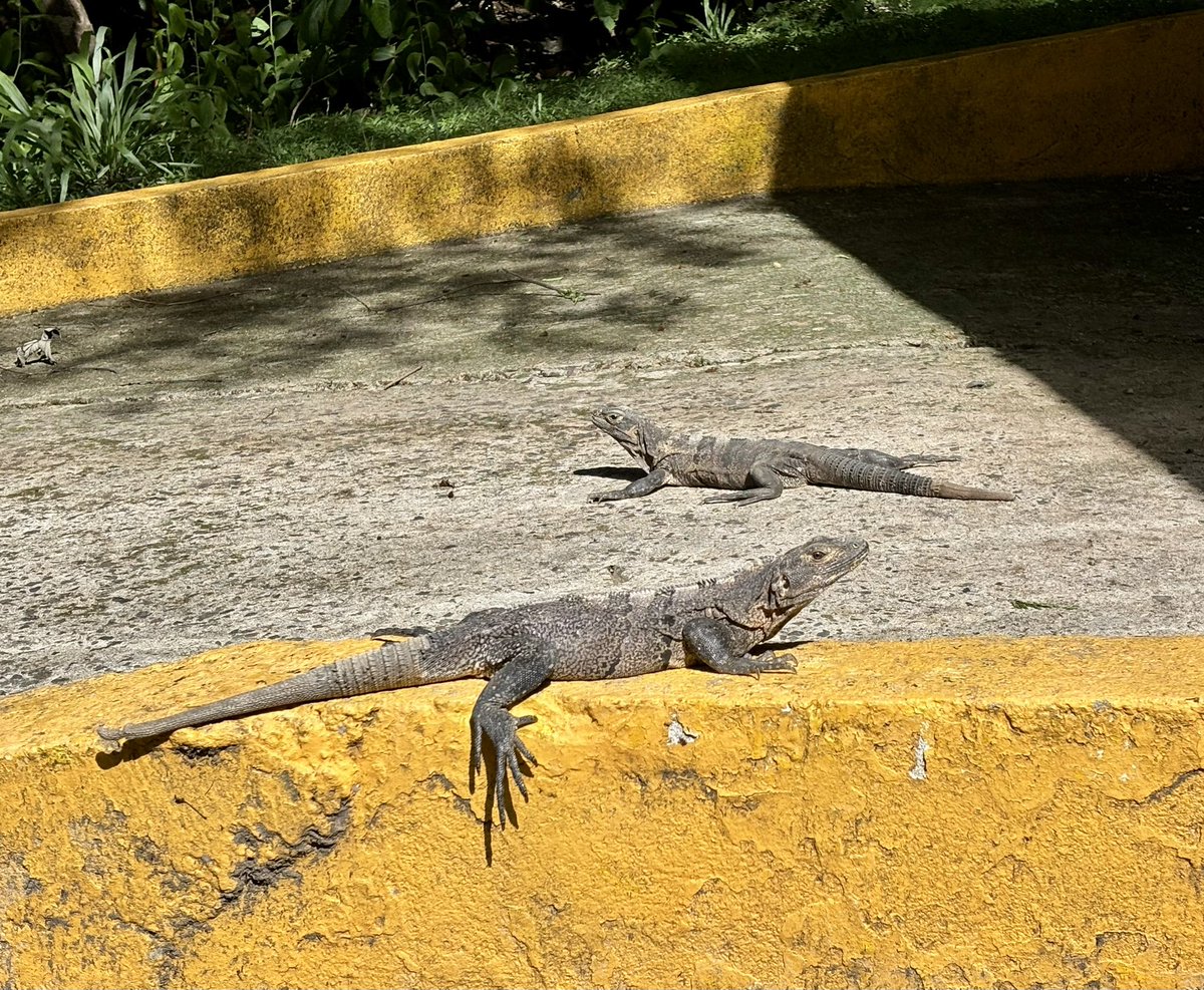 Bree Putman 🐍🦎🏘🔥 tweet media