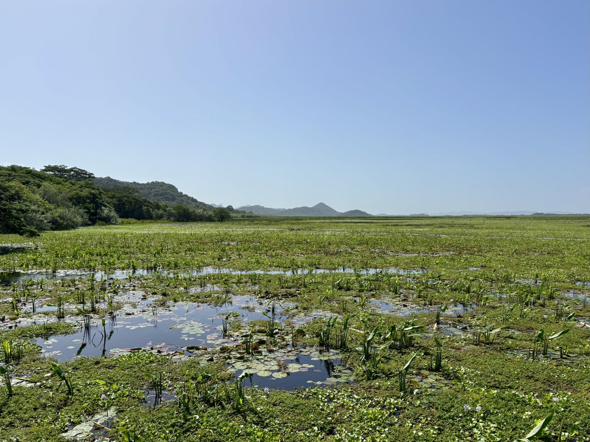 Bree Putman ๐๐ฆ๐๐ฅ (@breeput) on Twitter photo Excited to be back in #CostaRica - this time at the beautiful Palo Verde wetlands - for the <a href="/tropicalstudies/">Tropical Studies</a> Tropical Biology course. Iโm working with students on spiny-tailed iguana research. ๐ฆ๐ด๐ Excited to be back in #CostaRica - this time at the beautiful Palo Verde wetlands - for the <a href="/tropicalstudies/">Tropical Studies</a> Tropical Biology course. Iโm working with students on spiny-tailed iguana research. ๐ฆ๐ด๐