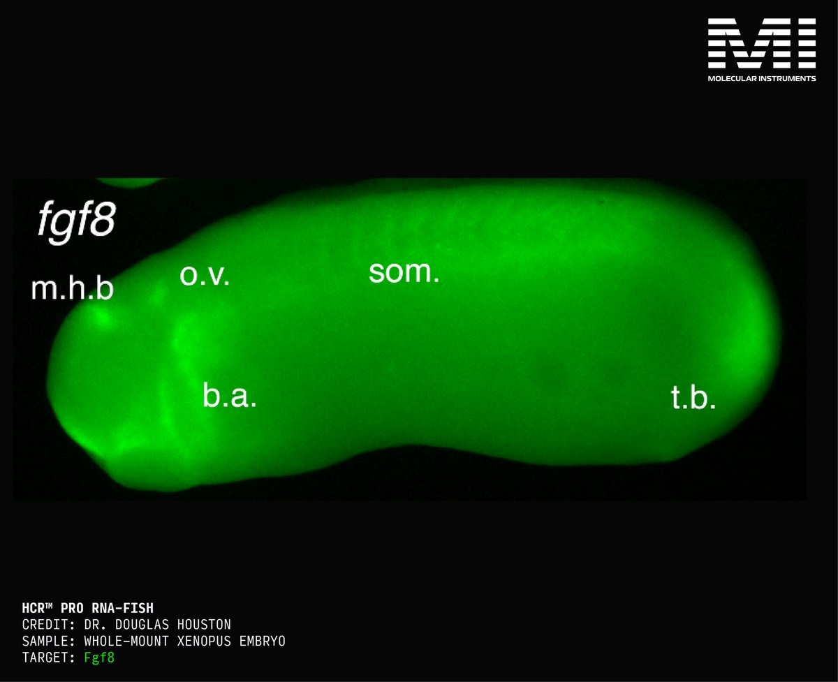 HCRimaging's tweet image. With HCR™ Pro, we’re redefining what’s possible for RNA detection – delivering ultra-sensitive detection ideal for low-abundance targets or highly autofluorescent samples.
In this case study, Dr. Douglas Houston from the University of Iowa used HCR™ Pro to reveal clear…