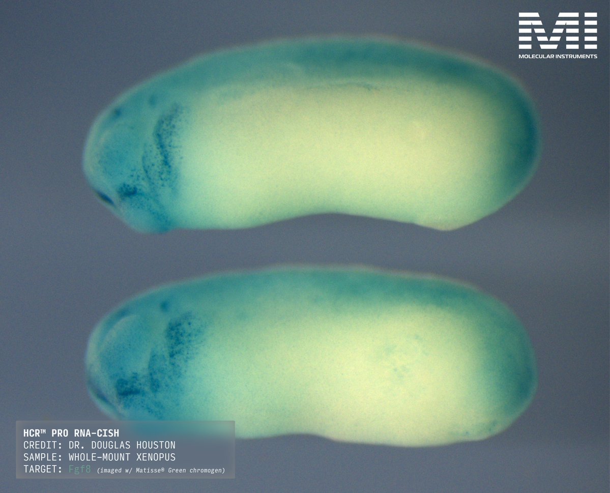 HCRimaging's tweet image. With HCR™ Pro, we’re redefining what’s possible for RNA detection – delivering ultra-sensitive detection ideal for low-abundance targets or highly autofluorescent samples.
In this case study, Dr. Douglas Houston from the University of Iowa used HCR™ Pro to reveal clear…