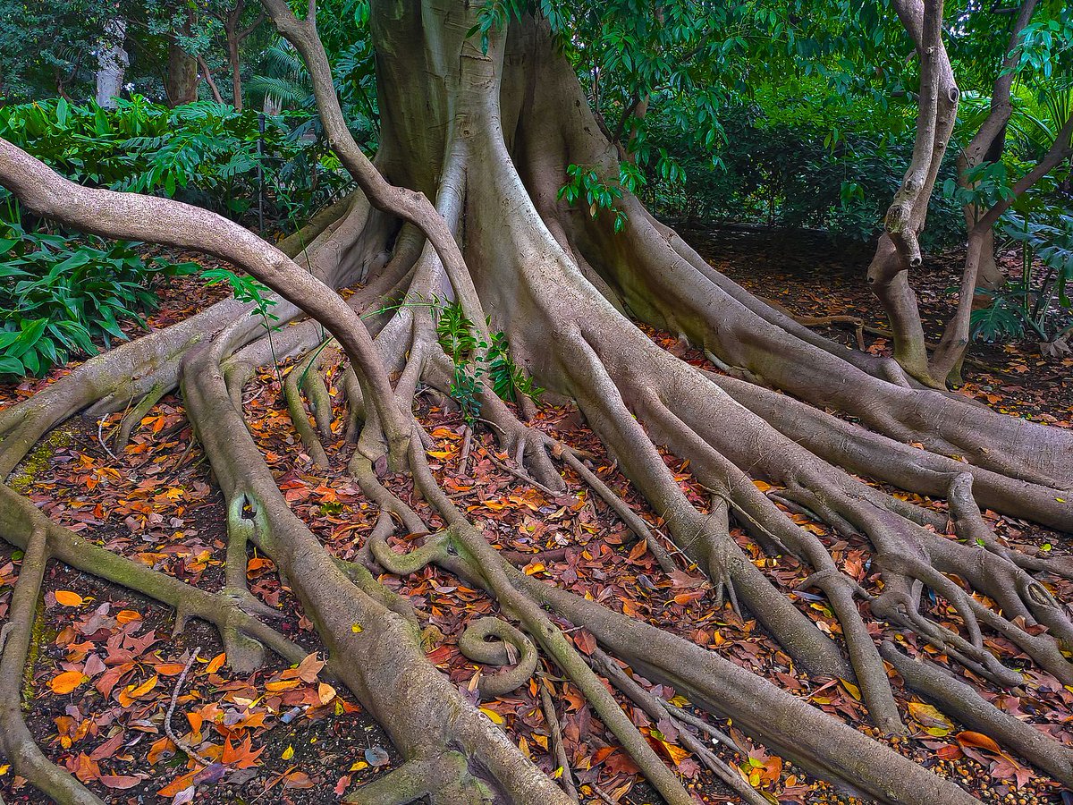 Jardín Botánico La Concepción Málaga (@jbhconcepcion) on Twitter photo Terminamos con los premios del concurso de fotos de la categoría A. El accésit 3 ha sido para Cecilia Cimadevilla Suárez, con la obra titulada “Los tentáculos del Ficus”. La <a href="/AAJBHC/">Aso.AmigosConcepcion</a> y La Concepción organizan este concurso que patrocina Viveros Guzmán #Fotos #FOTO #arbol #trees Terminamos con los premios del concurso de fotos de la categoría A. El accésit 3 ha sido para Cecilia Cimadevilla Suárez, con la obra titulada “Los tentáculos del Ficus”. La <a href="/AAJBHC/">Aso.AmigosConcepcion</a> y La Concepción organizan este concurso que patrocina Viveros Guzmán #Fotos #FOTO #arbol #trees