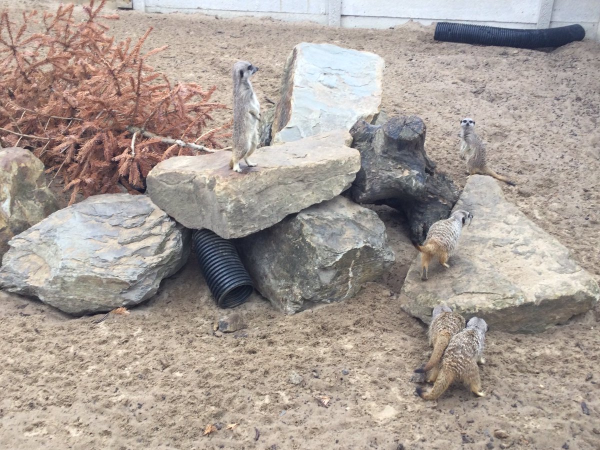 Time to see the meerkats.