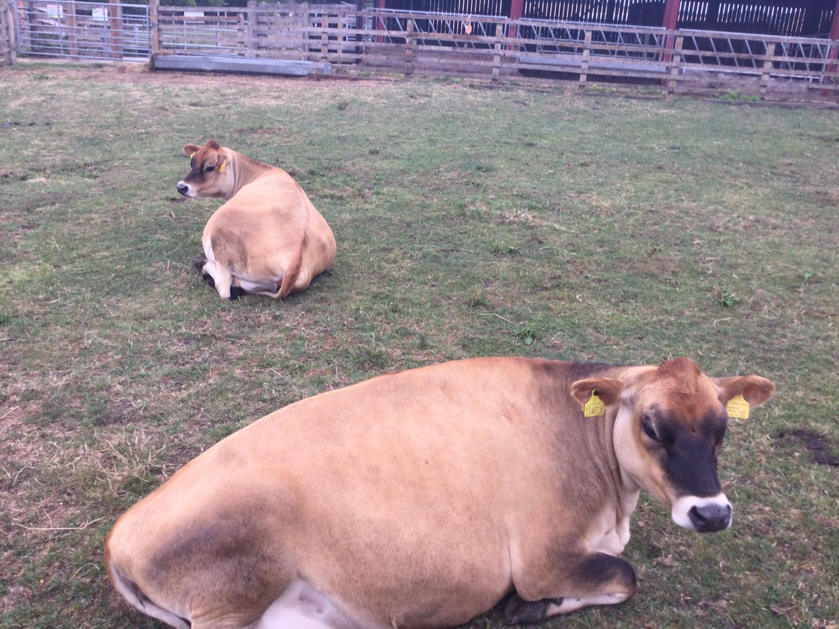 Time to say goodbye cows.