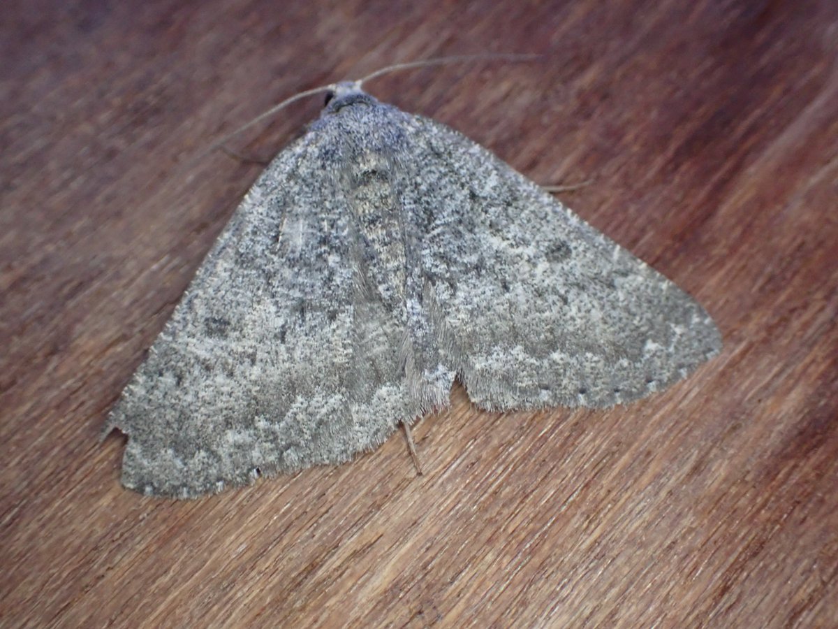 markhows's tweet image. Just 22 species trapping in VC92 on high altitude moorland at the weekend, a little cool and windy but some nice species