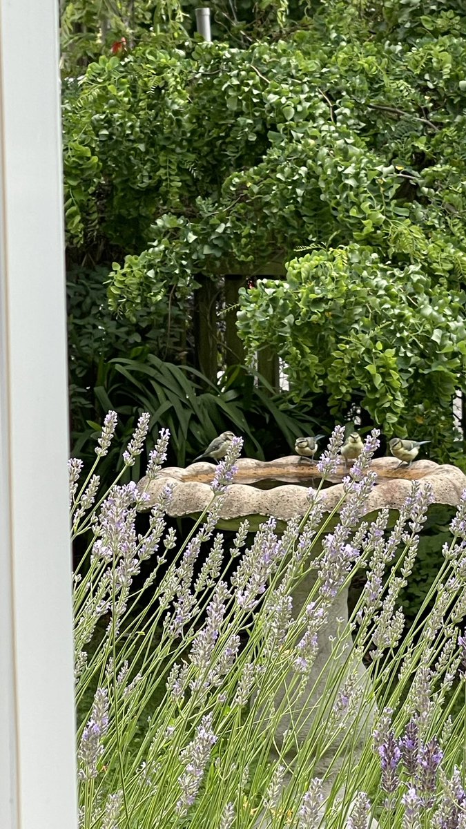 Lovely lavender &amp; bird bath regularly visited by all my little friends. 🌿