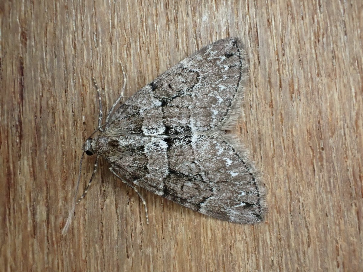 markhows's tweet image. Just 22 species trapping in VC92 on high altitude moorland at the weekend, a little cool and windy but some nice species