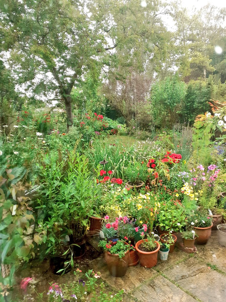 Rain 🌧  at last. Aahh. 😃 happy garden 🌼 🌸 🍃 happy gardener 😃 #GardeningX #flowers #tuesdayvibe #SummerVibes