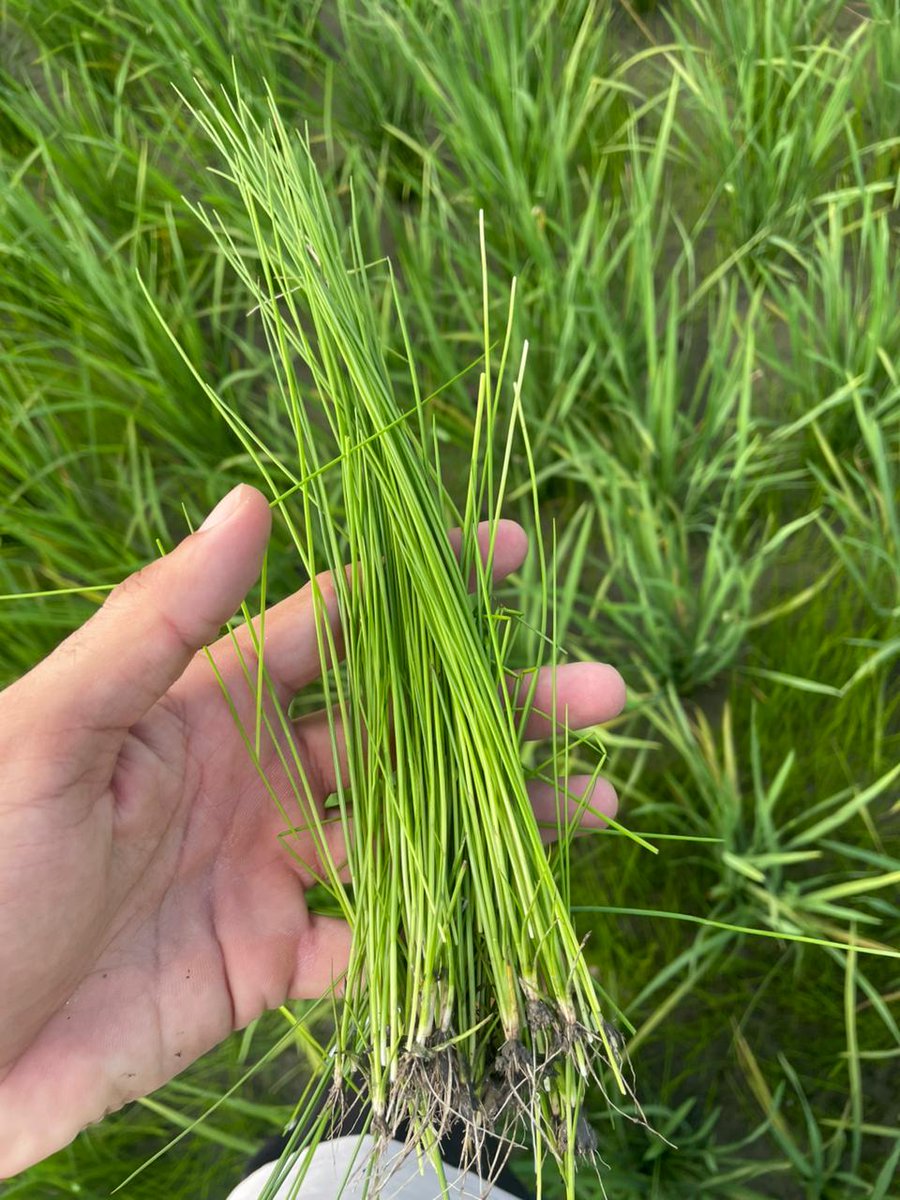 Simerjeet Kaur tweet media