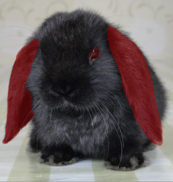 I tried transforming as usual but for some reason I turned into a bunny and can't turn back please help