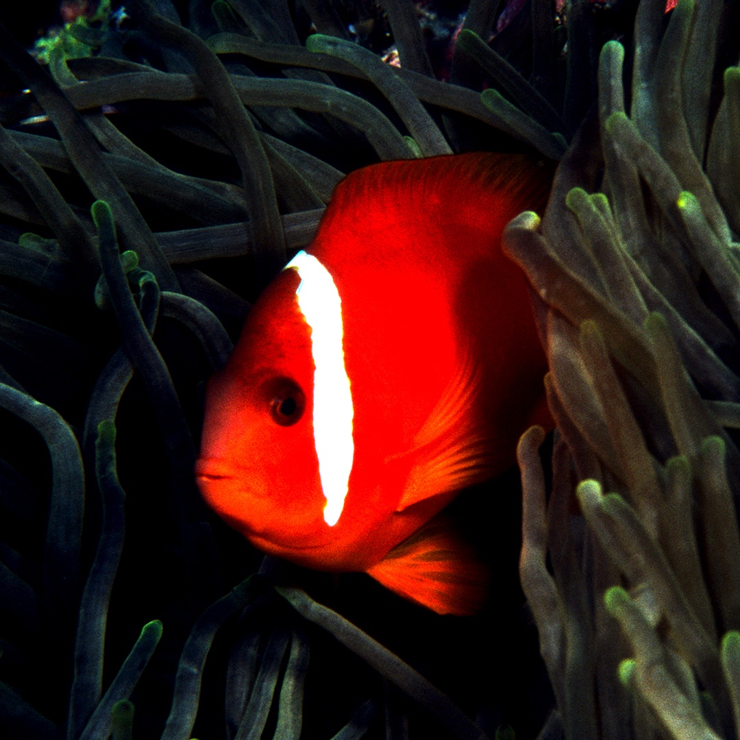 NateyesPhoto's tweet image. Tomato Clown in sea anemone

#clownfish #tomatoclown #reef #marine #dive #fiji #uwphotographer #wanderlust #traveltheworld