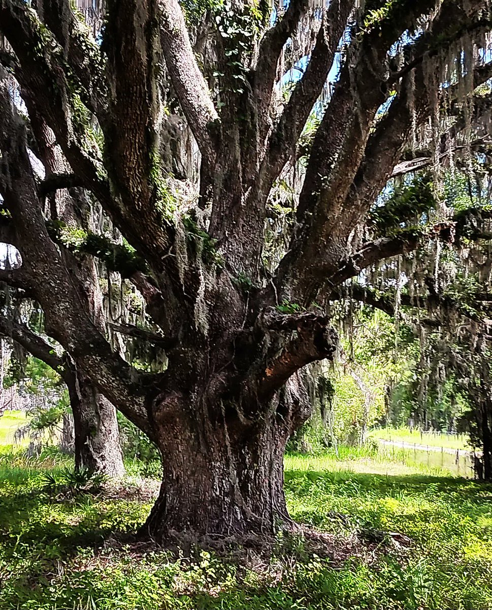 theplantnerd23's tweet image. Happy #thicktrunktuesday 
Live Oak tree 150-200 years old.