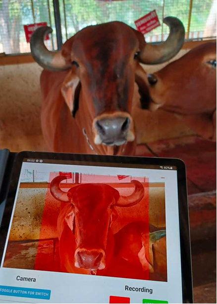 Alphonso Van Marsh (@alphonsovm) on Twitter photo How now brown cow?
This heifer's digital ID helped her owner access finance. Read about a young woman entrepreneur, with training supported by <a href="/AfDB_Group/">African Development Bank Group</a> Affirmative Finance Action for Women in Africa, bringing AI to the farm: tinyurl.com/3shyffxy
World Youth Skills Day How now brown cow?
This heifer's digital ID helped her owner access finance. Read about a young woman entrepreneur, with training supported by <a href="/AfDB_Group/">African Development Bank Group</a> Affirmative Finance Action for Women in Africa, bringing AI to the farm: tinyurl.com/3shyffxy
World Youth Skills Day