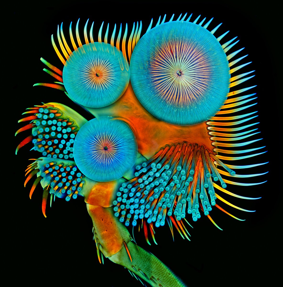 HHMINEWS's tweet image. Igor Siwanowicz created these images of the underside of the front foot of a male diving beetle. You can see suction cups that are used during mating, as well as a broad plate and exterior spines that aid in swimming.
The front foot of a male diving beetle evolved as a means of…