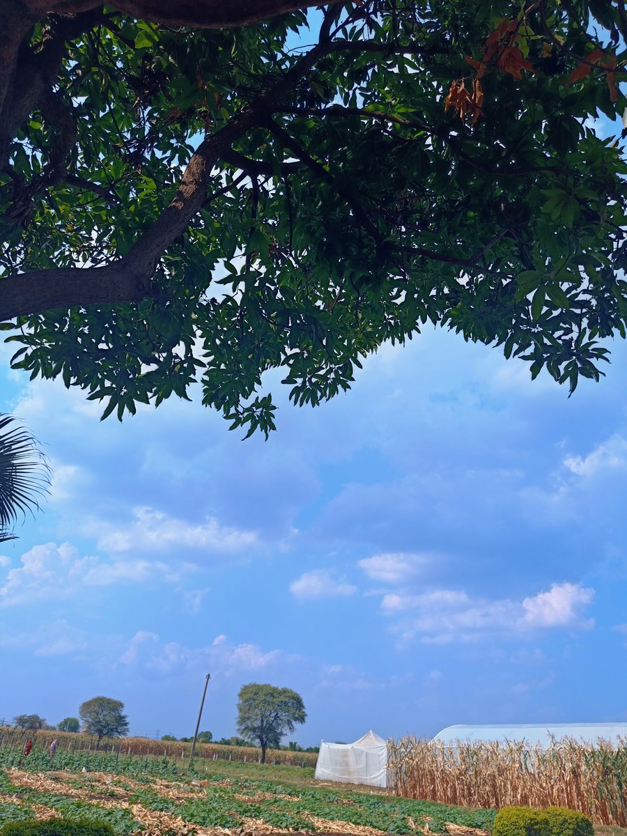 SDhanagare's tweet image. @imatharvpatil19 @Theme_pic_India @OmkarsClicks 
#blueandgreen