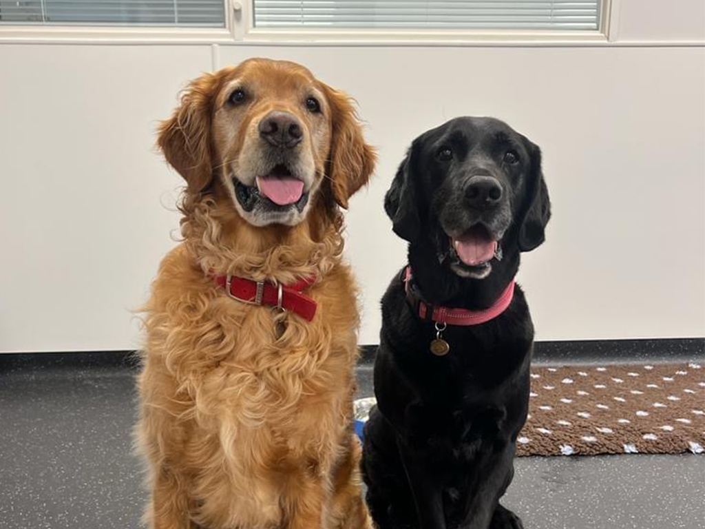 BristolUni's tweet image. 🐶 Dogs can sniff out Parkinson’s disease.
Trained @MedDetectDogs Bumper & Peanut detected the disease from skin swabs with 80% sensitivity & 98% specificity — even when other conditions were present.
A big leap toward fast, non-invasive diagnosis.
➡️ brnw.ch/21wUabV