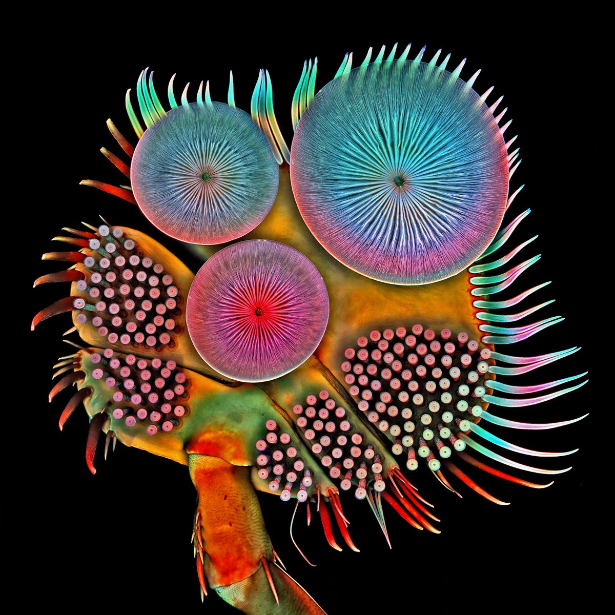 HHMINEWS's tweet image. Igor Siwanowicz created these images of the underside of the front foot of a male diving beetle. You can see suction cups that are used during mating, as well as a broad plate and exterior spines that aid in swimming.
The front foot of a male diving beetle evolved as a means of…