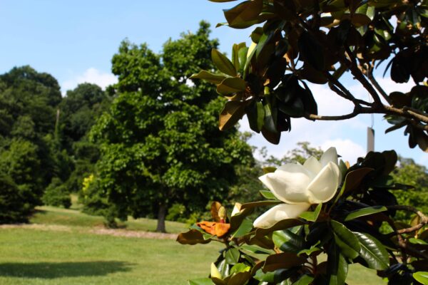 SustainDC's tweet image. Join @fonarboretum for an afternoon of forest bathing, meditation and mindfulness Sat 8/16. Here’s the link to register for the event shorturl.at/NnYEs and #FYI the hours are extended to 8pm until 8/30. Happy summer!