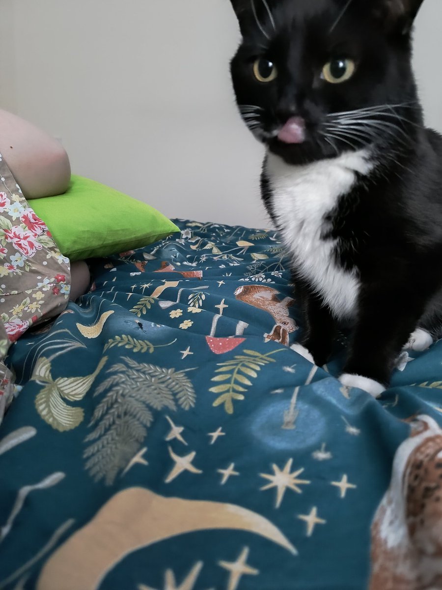 Cakieandknits's tweet image. Hung owth toosdy. 😹 Mew can't meow it with your tongue out #TongueOutTuesday