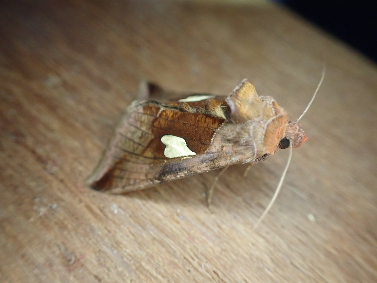 markhows's tweet image. A nice 46 species in VC88 at the weekend despite the cool conditions