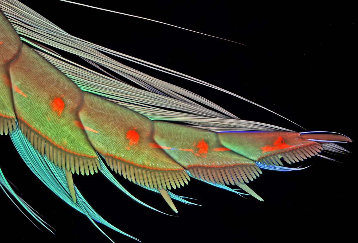 HHMINEWS's tweet image. Igor Siwanowicz created these images of the underside of the front foot of a male diving beetle. You can see suction cups that are used during mating, as well as a broad plate and exterior spines that aid in swimming.
The front foot of a male diving beetle evolved as a means of…
