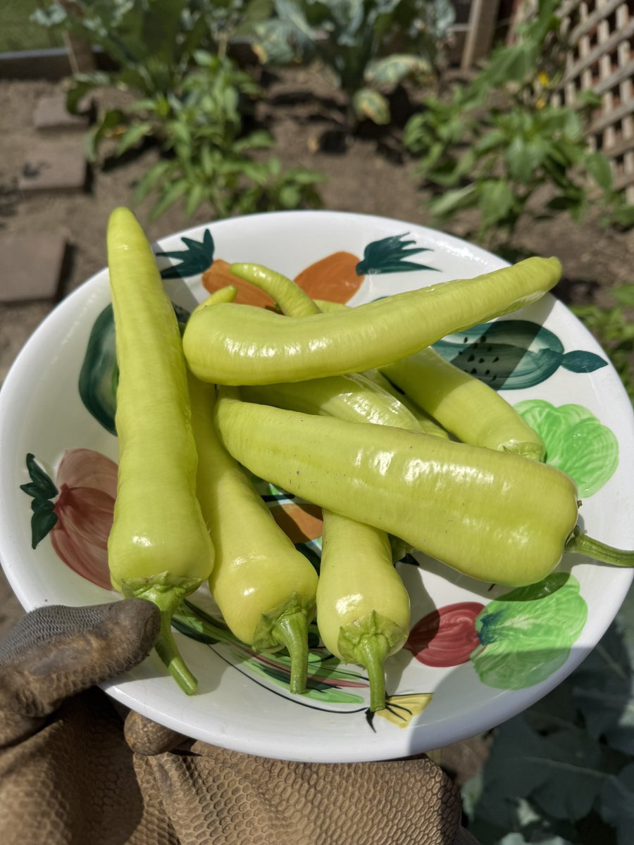 I’m thinking tomorrow’s dinner I’ll do stuffed peppers w/ a homemade tomato sauce and Caesar salad…all compliments of my garden