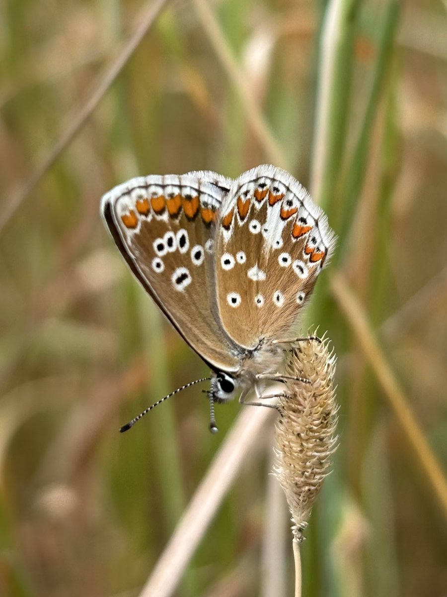juliet_turner6's tweet image. Yesterday in the field: A beautiful Brown Argus / Aricia agestis
Common in the south of England but mostly absent from Wales, this is a species I have barely seen and so was very excited to find several during a site survey this week