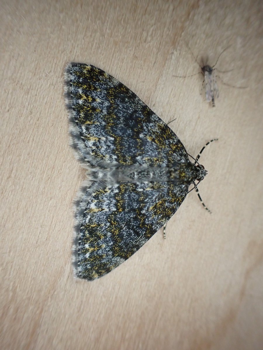 markhows's tweet image. A nice 46 species in VC88 at the weekend despite the cool conditions