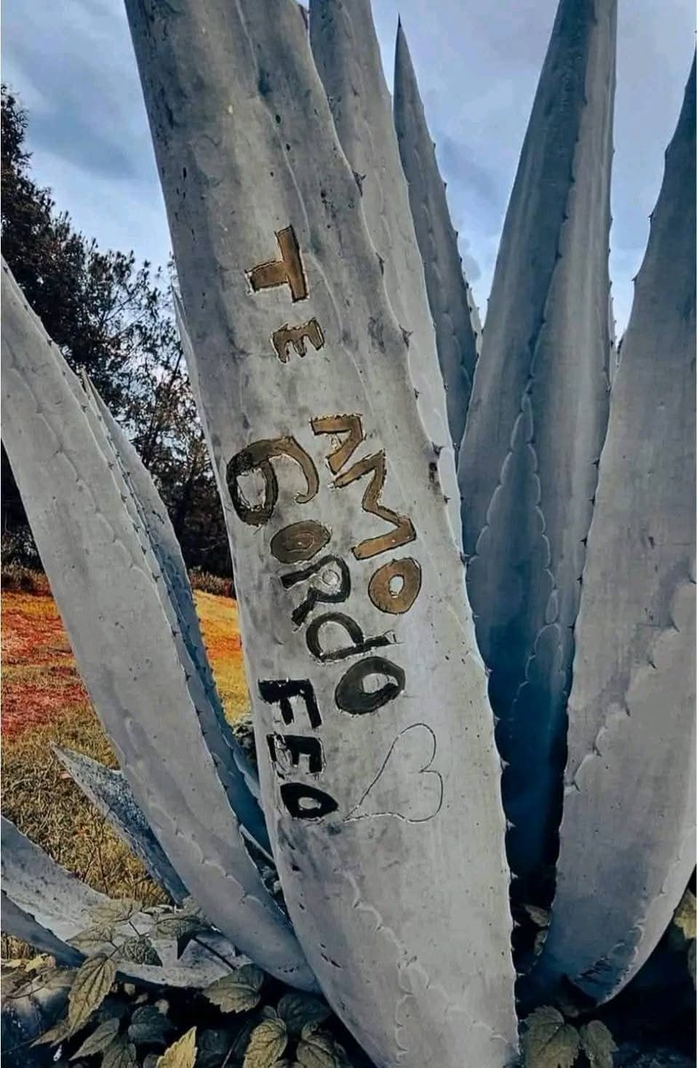 Gracias, gracias, yo también 🥰🥰🥰🥰😏😏😏🫣🤭🤣🤣🤣🤣🤣