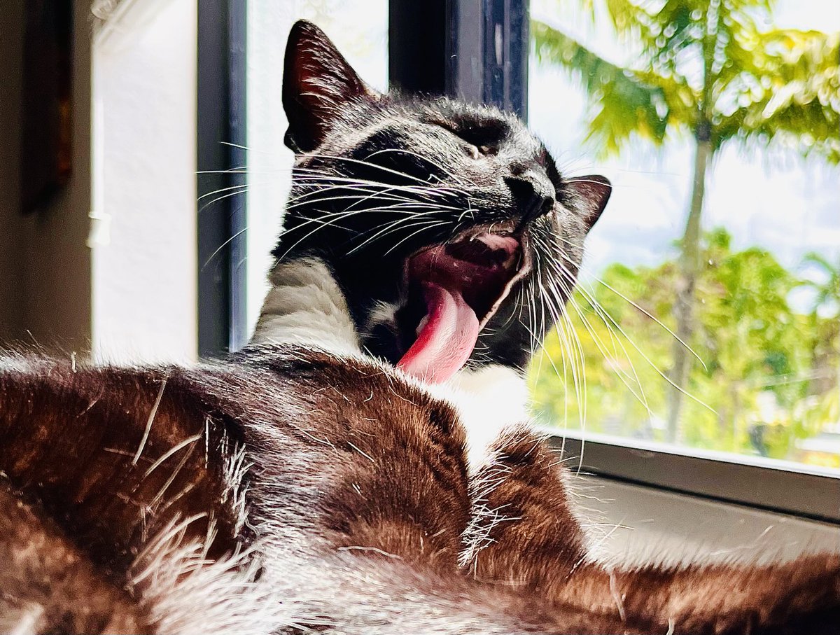GimpGirl64's tweet image. Felix just discovered the concept of cauliflower pizza. #pizza #CatsAreFamily #RescueCats #TuxedoCats #AdoptDontShop