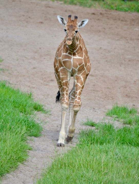 kidlib1's tweet image. Art of the Day: "Baby Giraffe". Buy at: ArtPal.com/rmbphotographe…