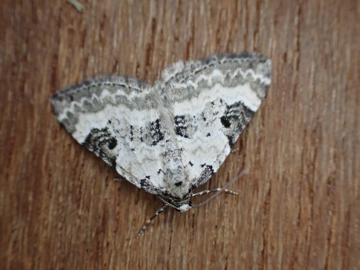 markhows's tweet image. A nice 46 species in VC88 at the weekend despite the cool conditions