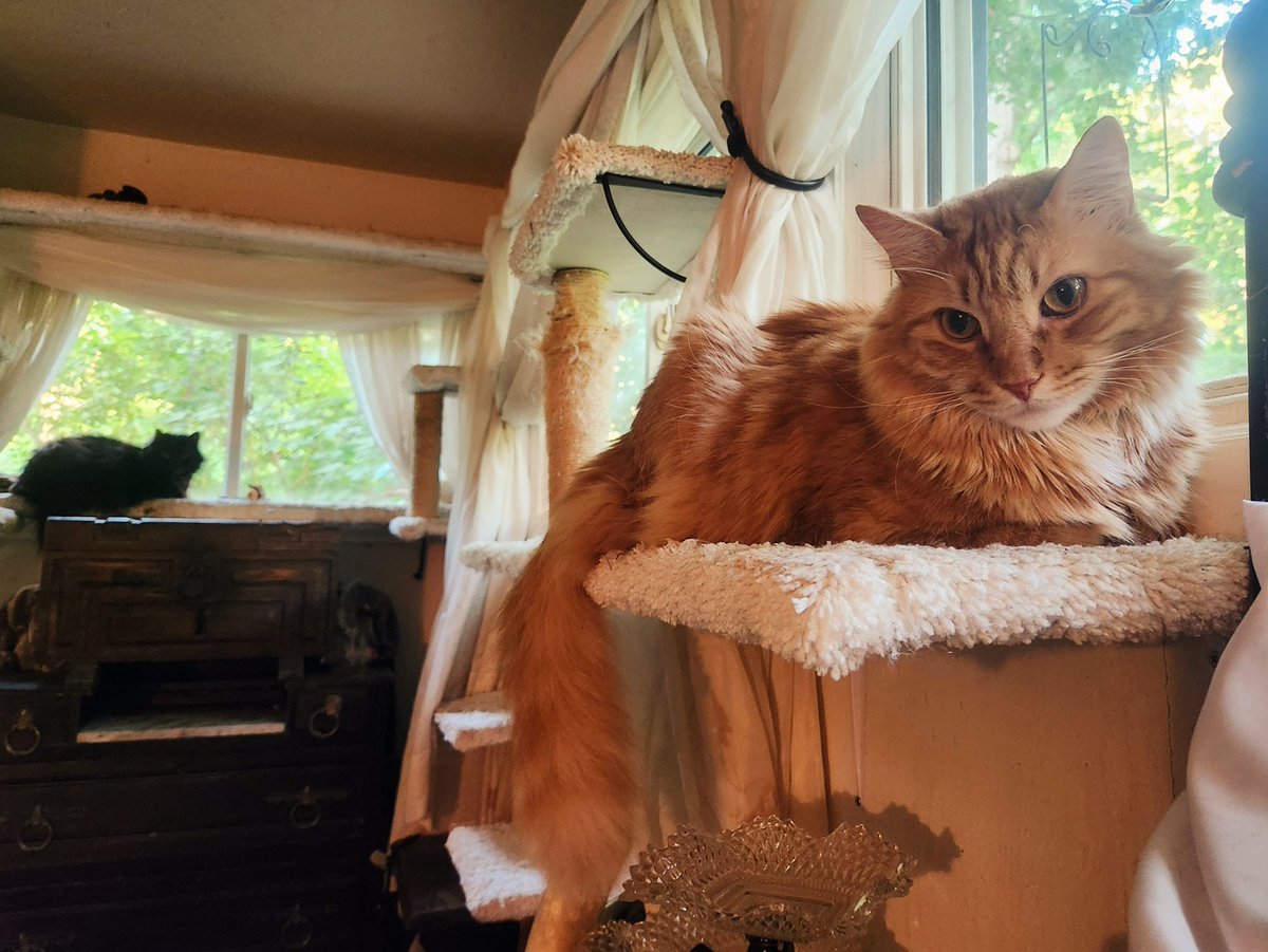 __Granuaile__'s tweet image. Terminal Cat Mom desperately trying to raise $3,600 back rent to avoid eviction. LL says he will file papers w court soon.
Every little bit helps!
Pls help me & my kitties stay housed🙏
linktr.ee/Granuaile
#MutualAid #Fundraiser
#neisvoid #EDS #aneurysm
#stroke